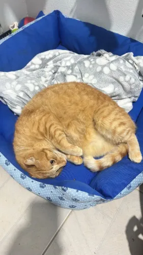 Gato laranja 