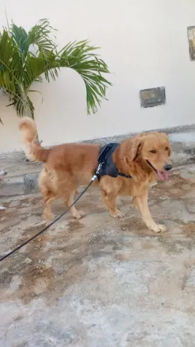 Golden procura namorada Golden