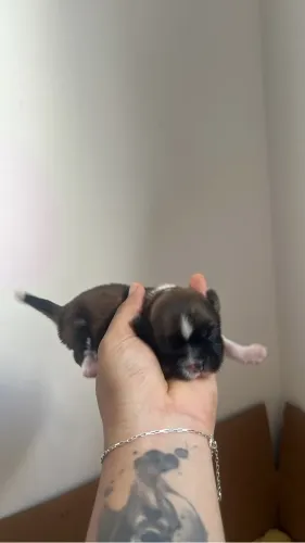 Cachorro shitzu 