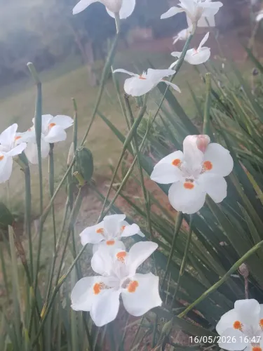 Flor pra jardim