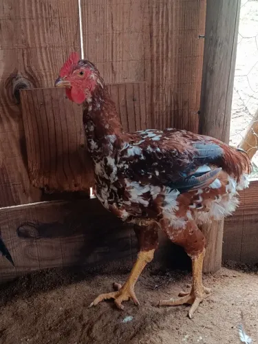 Frango GSB sertanejo balão
