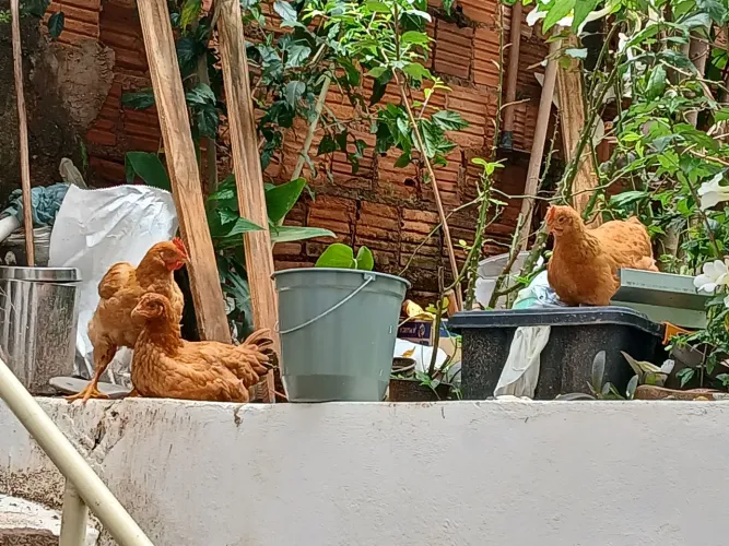 5 Galinhas caipiras
