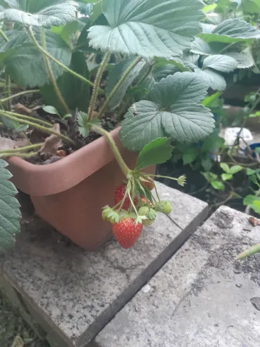 Mudas morango produzindo
