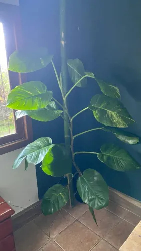 Plantas Jibóias gigantes 