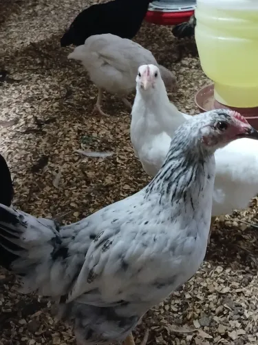 Vendo Pintainhas GLC com 60 dias.