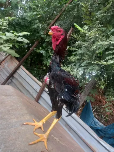 Índio gigante 