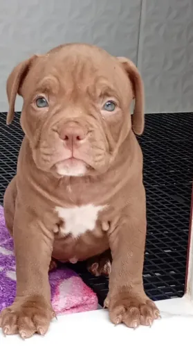 American bully filhotes