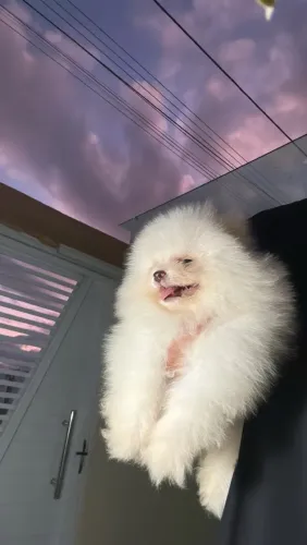 Machinho Lulu da pomerania