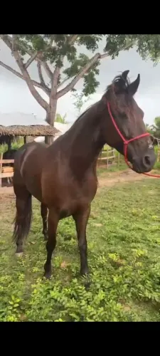 Cavalo de vaquejada 