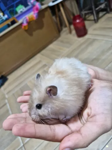 Hamster fêmea