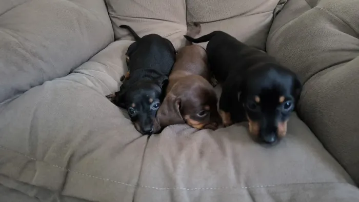 3 machinhos de Basset a pronta entrega - Alfenas MG