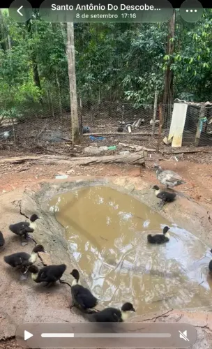 Vendo patos 5 meses 
