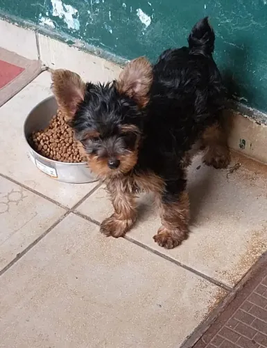 Vendo Yorkshire 4 meses, 2 doses de vacina, vermifugado