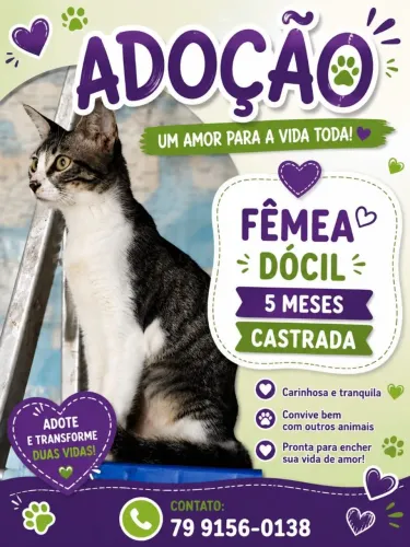 Gatinhos para adoção responsável 