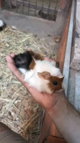 Porquinho da índia