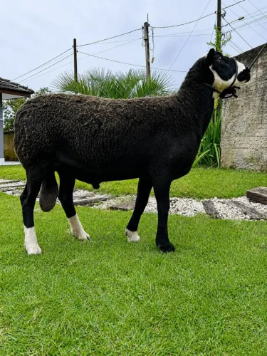 Carneiro zwartbles 