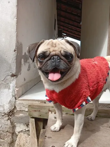 Pug mini