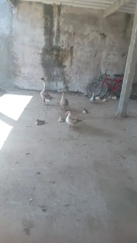 Patos