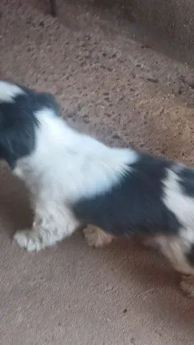 Cachorro raça shih Tzu