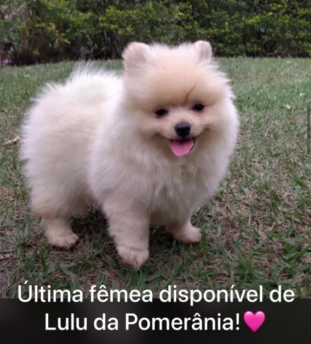 Lulu da Pomerânia