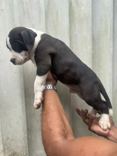 PITMONSTER, PITBULL