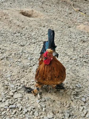 Vendo ou troco galo garnisé pé de penacho