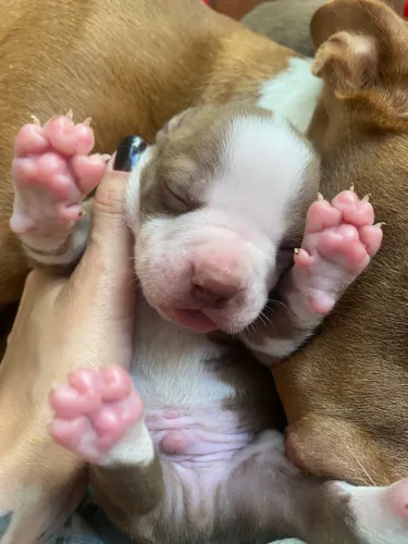 Filhotes lindos de Pitbull red nose 