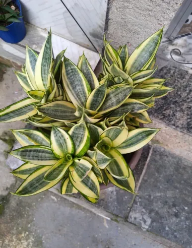 Vendo Plantas