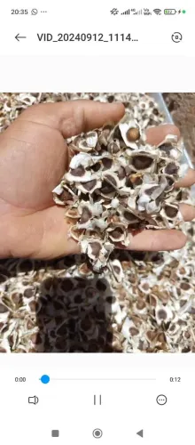 20 kilos de sementes de Moringa 