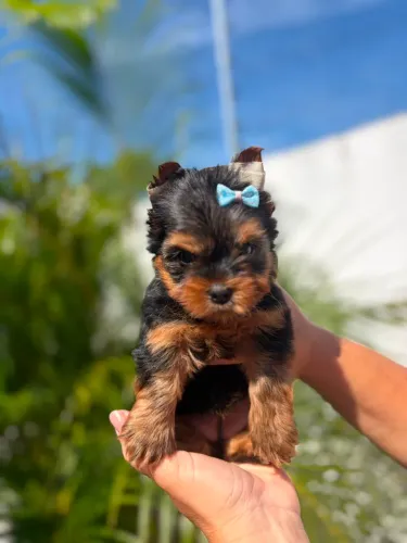Yorkshire terrier disponíveis 