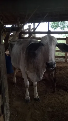 Vende.se 8 vacas leiteiras