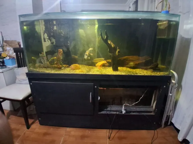Aquário Completo Grande (150cm) + Móvel Reforçado + Equipamentos