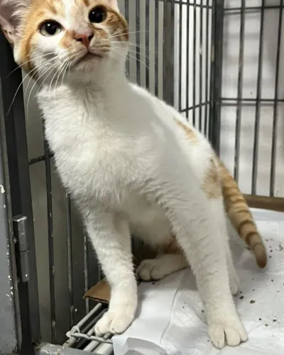 Doação de lindo gatinho de 4 meses