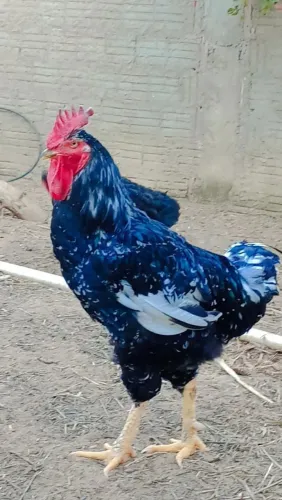 Pintos de Galinha Balão