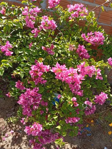 Vendo mudas de plantas