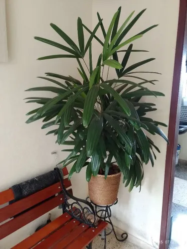 Planta 