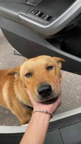 Cachorro adoção