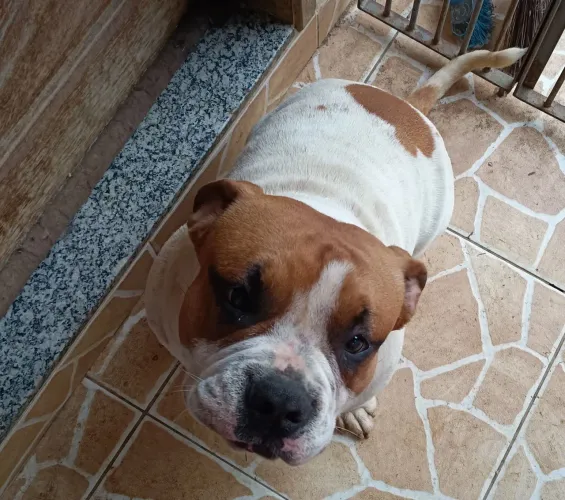 American Bully macho