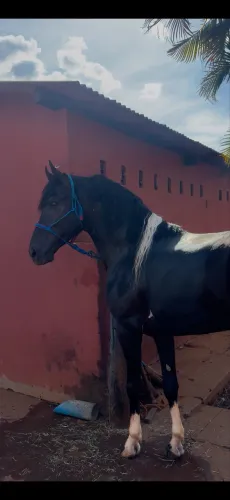vende-se cavalo 