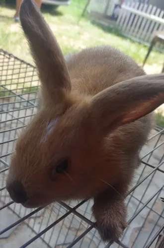 Coelho Mini Rex Holandês Muito dócil e carinhoso disponível
