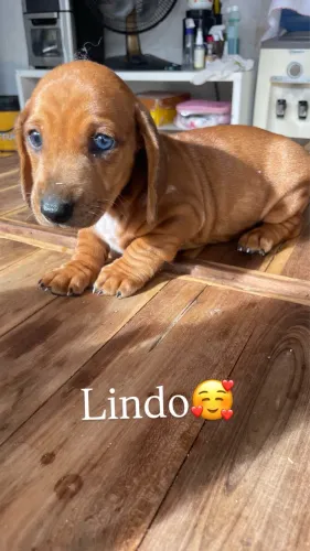 Disponível