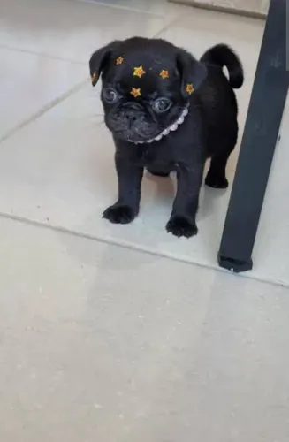 PUG FEMEA BLACK LINDA