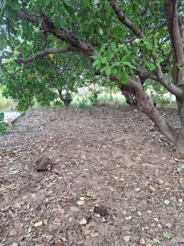 Vendo 36,5 hectares de terra a 5 km de Timon