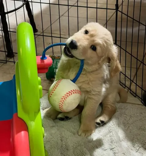 Filhote Golden Retriever, Os filhotes mais encantadores da cidade te esperam!