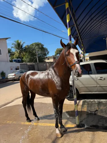 Cavalo campeão novo embaixador belas águas