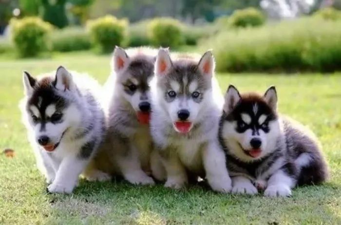 Husky siberiano !! Filhotes , fofos e beleza extraordinária