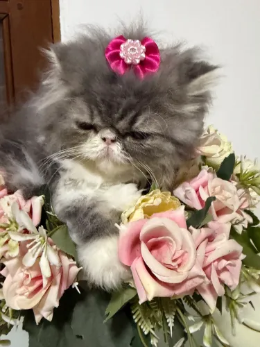 Vendo linda gata persa fêmea 