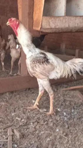 Galinha índio gigante