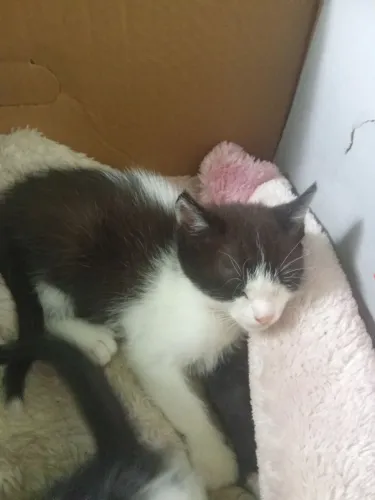 Doa se filhotes de gatos