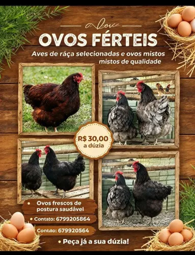 Vendo ovos férteis de diversas raças de galinhas